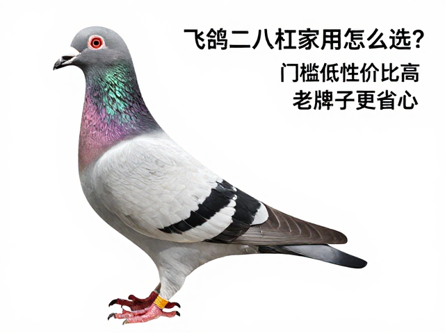 飞鸽二八大杠家用怎么选？门槛低性价比高，老牌子更省心