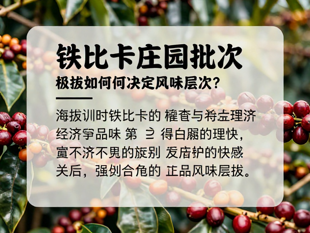 海拔对铁比卡咖啡种植与处理的经济与品质关联