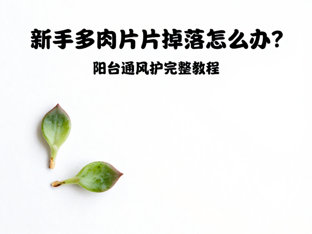 新手多肉叶片掉落怎么办？阳台通风养护完整教程