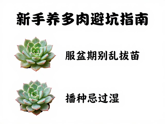 长期养护与观察习惯