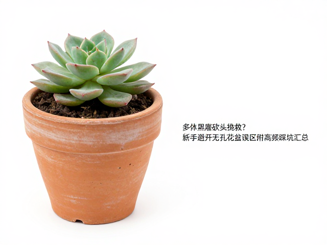 无孔花盆的致命隐患与盆器选择