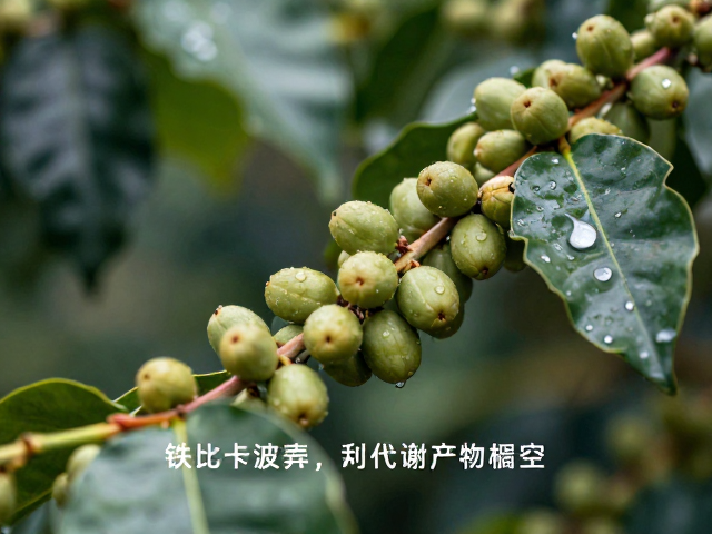 昼夜温差对代谢产物的调控机制