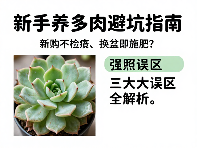 盲目浇水与光照误区:环境适应的常见失策