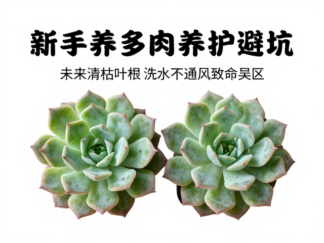 误区成因与修正:建立科学的养护直觉