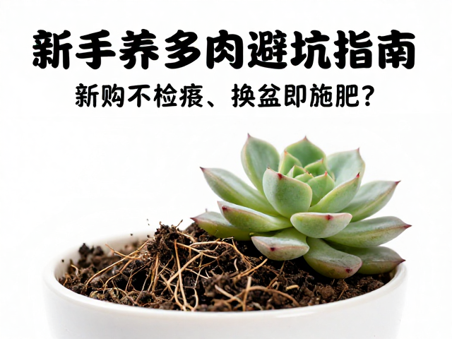 换盆即施肥:根系脆弱期的营养陷阱