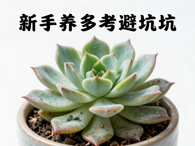 浇水与通风的协同效应:水分管理的核心逻辑