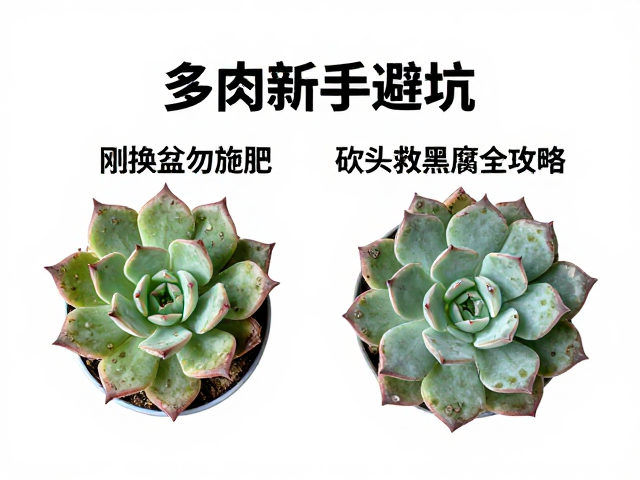 黑腐病的早期识别与应对