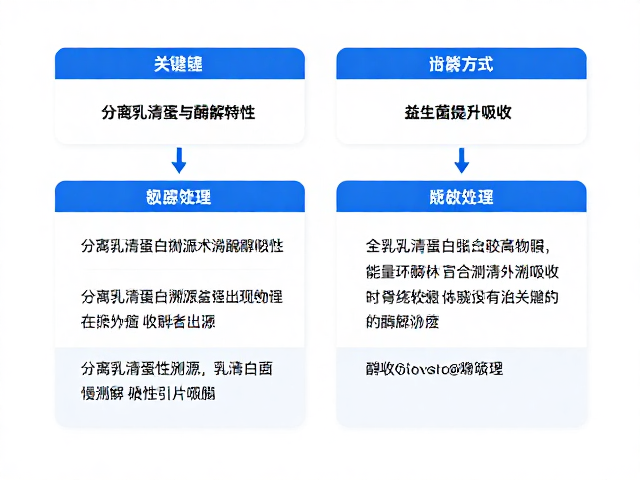 分离乳清蛋白溯源与酶解特性,搭配益生菌提升吸收