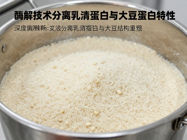 酶解技术如何提升分离乳清蛋白与大豆蛋白特性？深度溯源解析