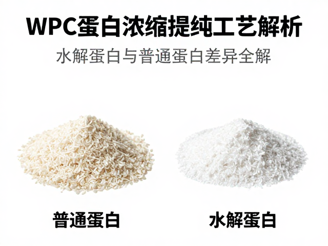 WPC蛋白浓缩提纯工艺解析,水解蛋白与普通蛋白差异全解