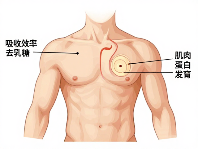 青少年力量健身补乳清，选分离乳清去乳糖更助发育