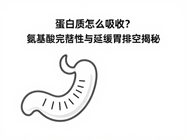 蛋白质怎么吸收?氨基酸完整性与延缓胃排空揭秘