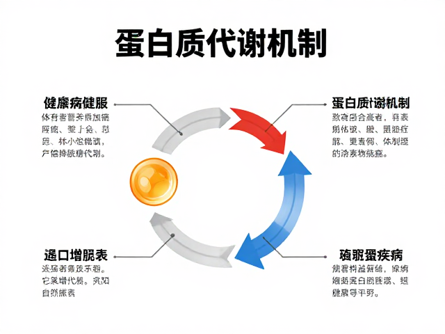 蛋白质代谢机制，健身增肌与疾病患者的关键差异与营养指南