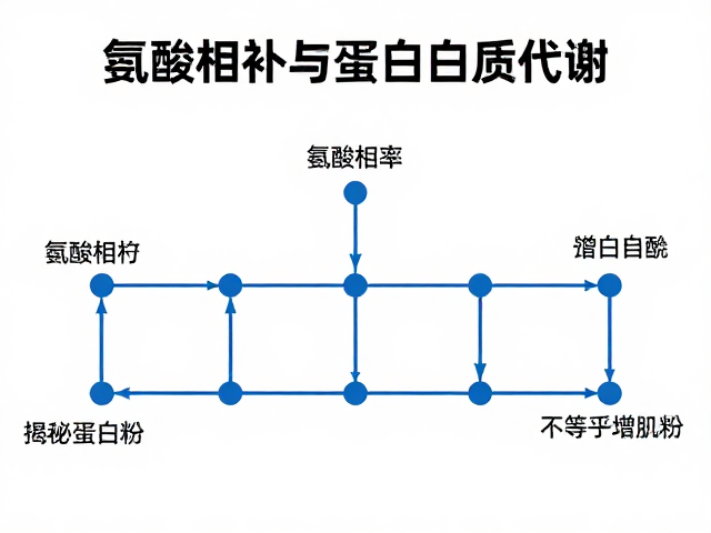 氨基酸互补与蛋白质代谢,揭秘蛋白粉为何不等于增肌粉