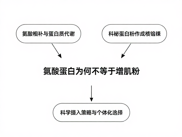 氨基酸互补与蛋白质代谢,揭秘蛋白粉为何不等于增肌粉