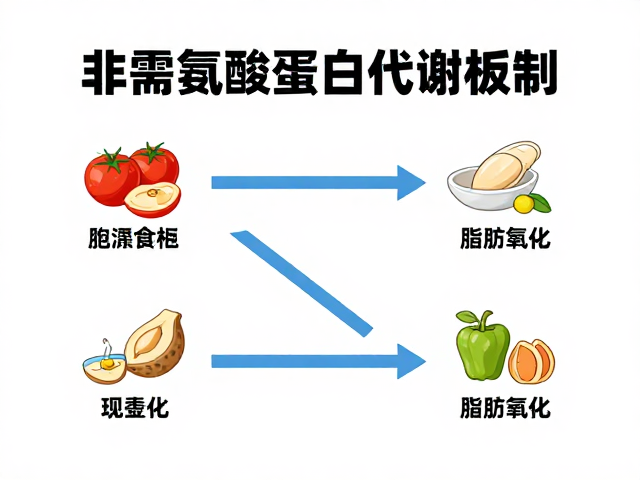 体重管理指南,非必需氨基酸如何影响蛋白质代谢与减脂