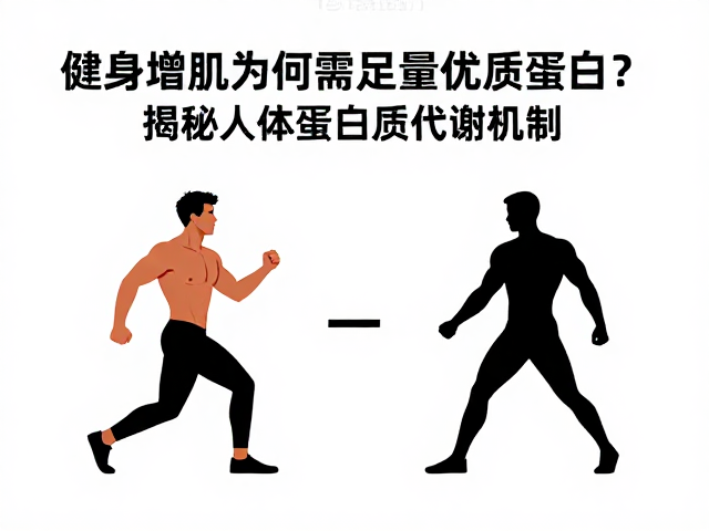 健身增肌为何需足量优质蛋白?揭秘人体蛋白质代谢机制