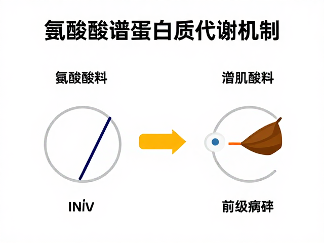 健身增肌需知，氨基酸谱与蛋白质代谢机制，满足更高需求
