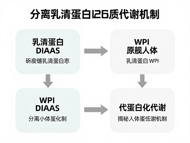分离乳清蛋白WPI与DIAAS，揭秘人体蛋白质代谢机制