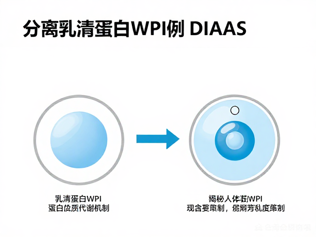 分离乳清蛋白WPI与DIAAS，揭秘人体蛋白质代谢机制