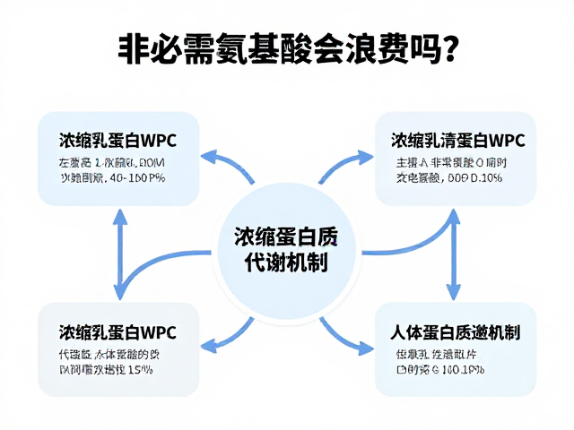 非必需氨基酸会浪费吗？解析浓缩乳清蛋白WPC与人体蛋白质代谢机制
