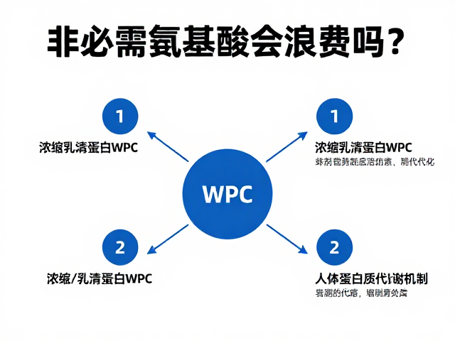 非必需氨基酸会浪费吗？解析浓缩乳清蛋白WPC与人体蛋白质代谢机制