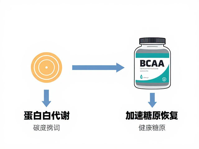BCAA与碳水搭配，解析蛋白质代谢，加速糖原恢复