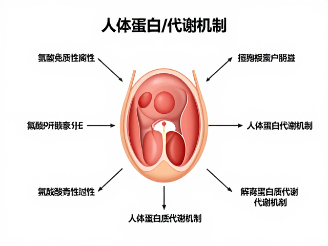 氨基酸完整性,优先保证饮食质量,解析人体蛋白质代谢机制