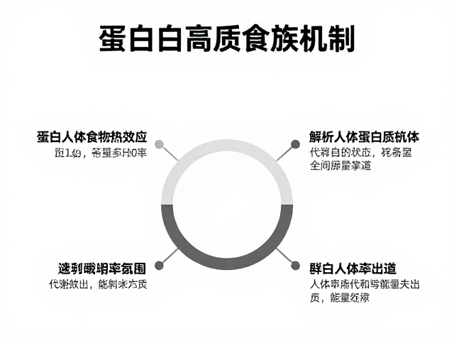 速溶乳清蛋白，利用蛋白质高食物热效应，解析人体蛋白质代谢机制