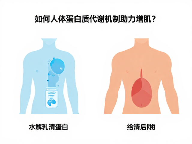 水解乳清蛋白与BCAA如何通过人体蛋白质代谢机制助力增肌?