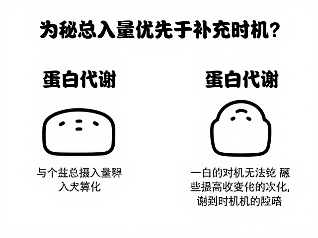 揭秘蛋白质代谢,为何总摄入量优先于补充时机?