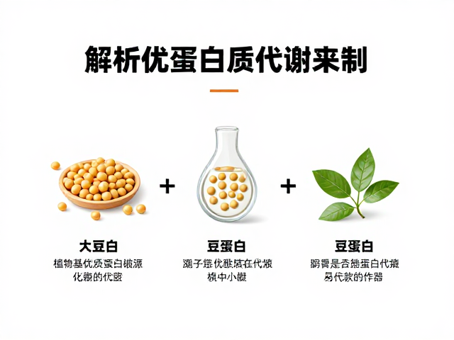 大豆蛋白，老年人优质蛋白摄入指南，解析人体蛋白质代谢机制