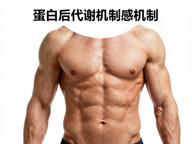 蛋白质代谢机制,如何增强餐后饱腹感并减少肌肉流失