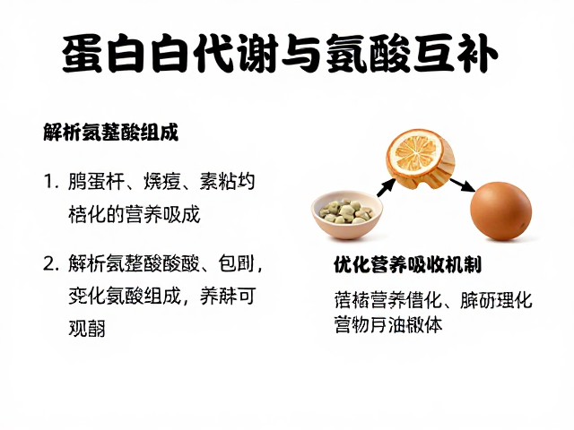 蛋白质代谢与氨基酸互补,解析完整氨基酸组成,优化营养吸收机制