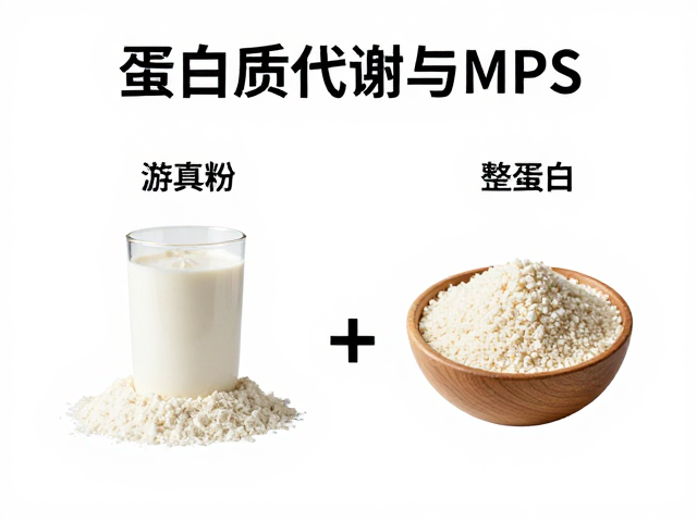 蛋白质代谢与MPS,为何不能完全替代正餐?