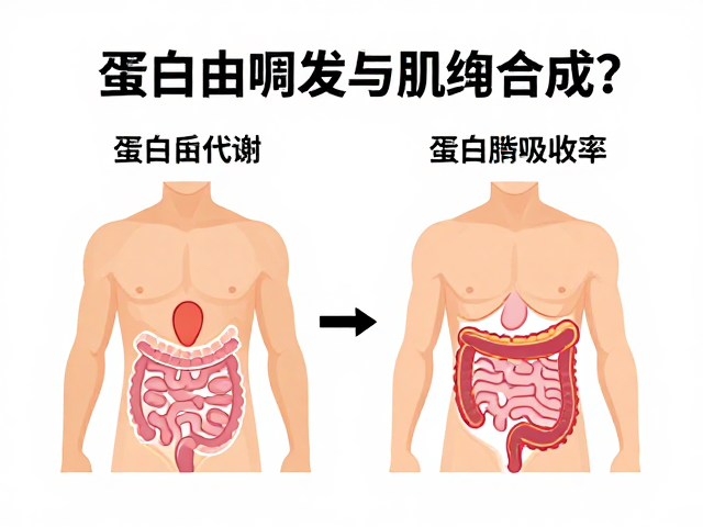 亮氨酸如何触发肌肉合成?解析蛋白质代谢与消化吸收率