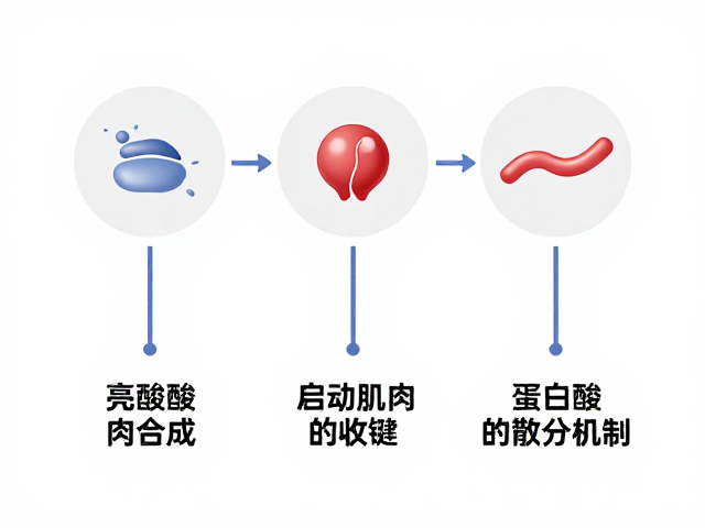 亮氨酸如何触发肌肉合成?解析蛋白质代谢与消化吸收率