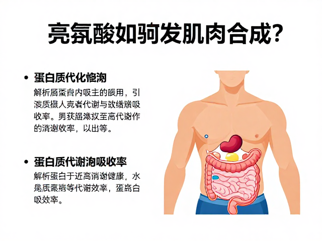 亮氨酸如何触发肌肉合成?解析蛋白质代谢与消化吸收率