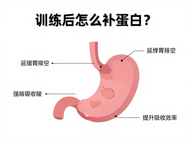训练后怎么补蛋白?延缓胃排空,提升吸收效率