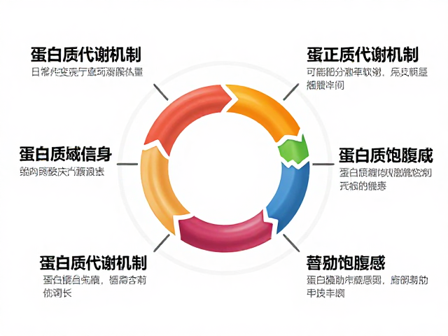 蛋白质代谢机制，如何辅助控制总热量，提高饱腹感助瘦身