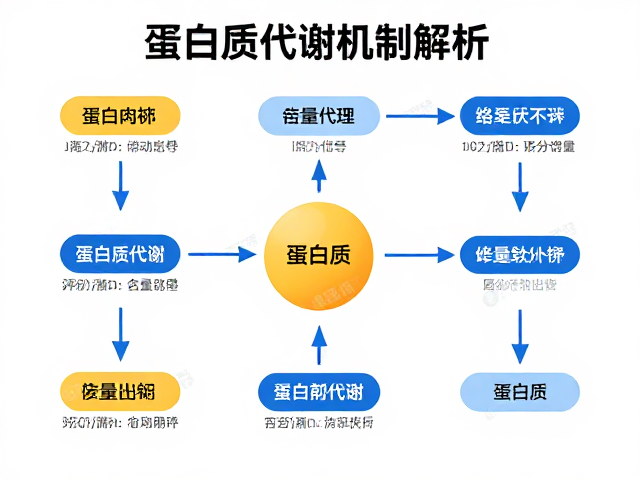 蛋白质代谢机制解析,每份含量多少?助你精准弥补摄入不足