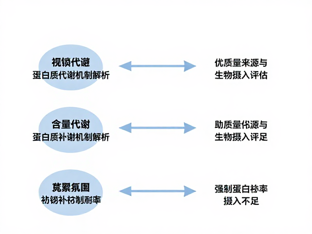 蛋白质代谢机制解析,每份含量多少?助你精准弥补摄入不足