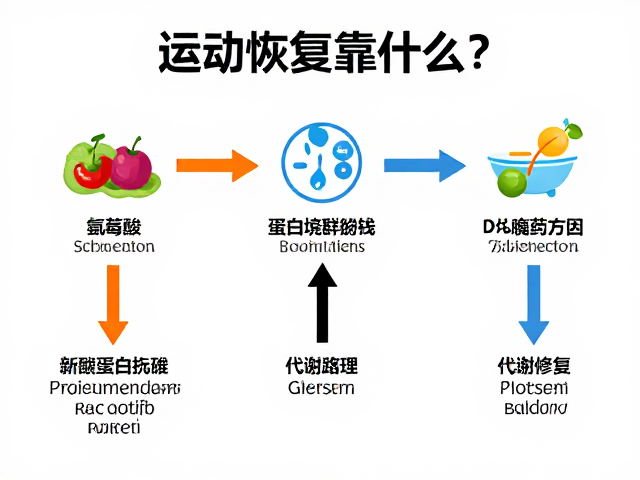 运动恢复靠什么?揭秘氨基酸如何通过蛋白质代谢助力身体修复