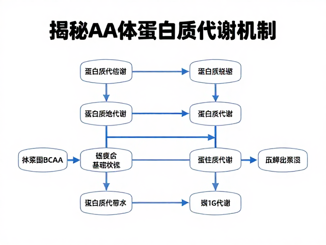 蛋白质代谢疾病患者如何补充BCAA？揭秘人体蛋白质代谢机制