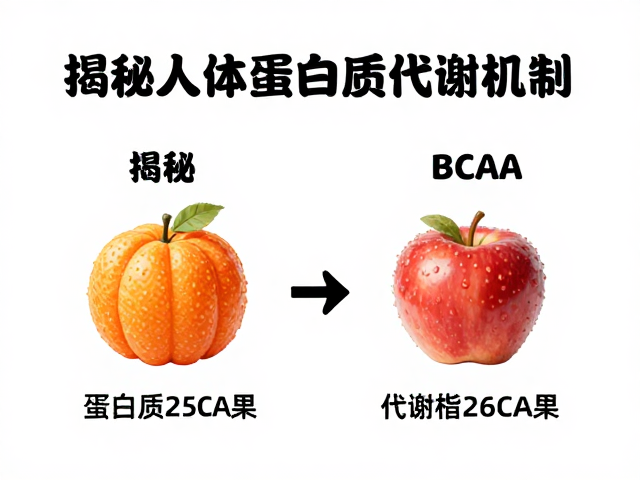 蛋白质代谢疾病患者如何补充BCAA？揭秘人体蛋白质代谢机制