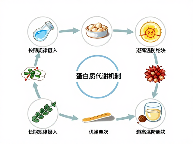 蛋白质代谢机制,长期规律摄入优于单次,避高温防结块