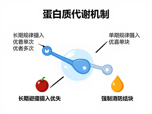 蛋白质代谢机制,长期规律摄入优于单次,避高温防结块