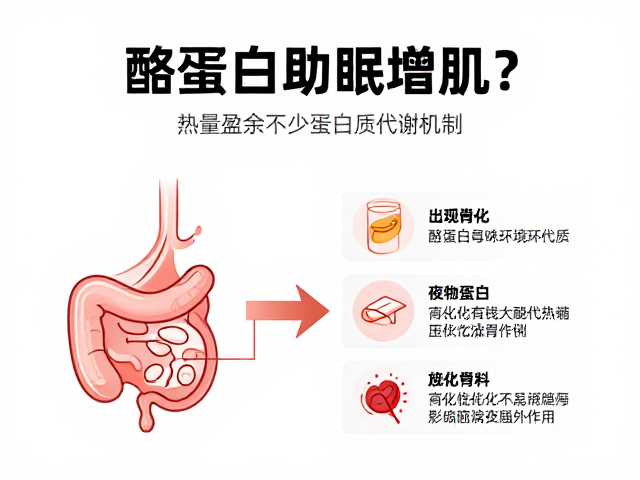 酪蛋白助眠增肌?解析热量盈余下的人体蛋白质代谢机制
