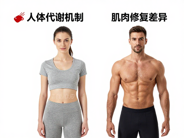 蛋白质含量百分比,揭秘人体代谢机制与肌肉修复关键