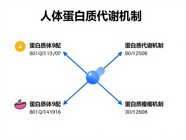 人体蛋白质代谢机制，如何均衡分配以保护瘦体重？